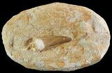 Fossil Plesiosaur (Zarafasaura) Tooth In Rock - Morocco #73610-1